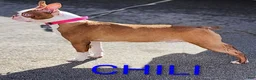 Boston Terrier dogs for sale: Chili - Ad 1