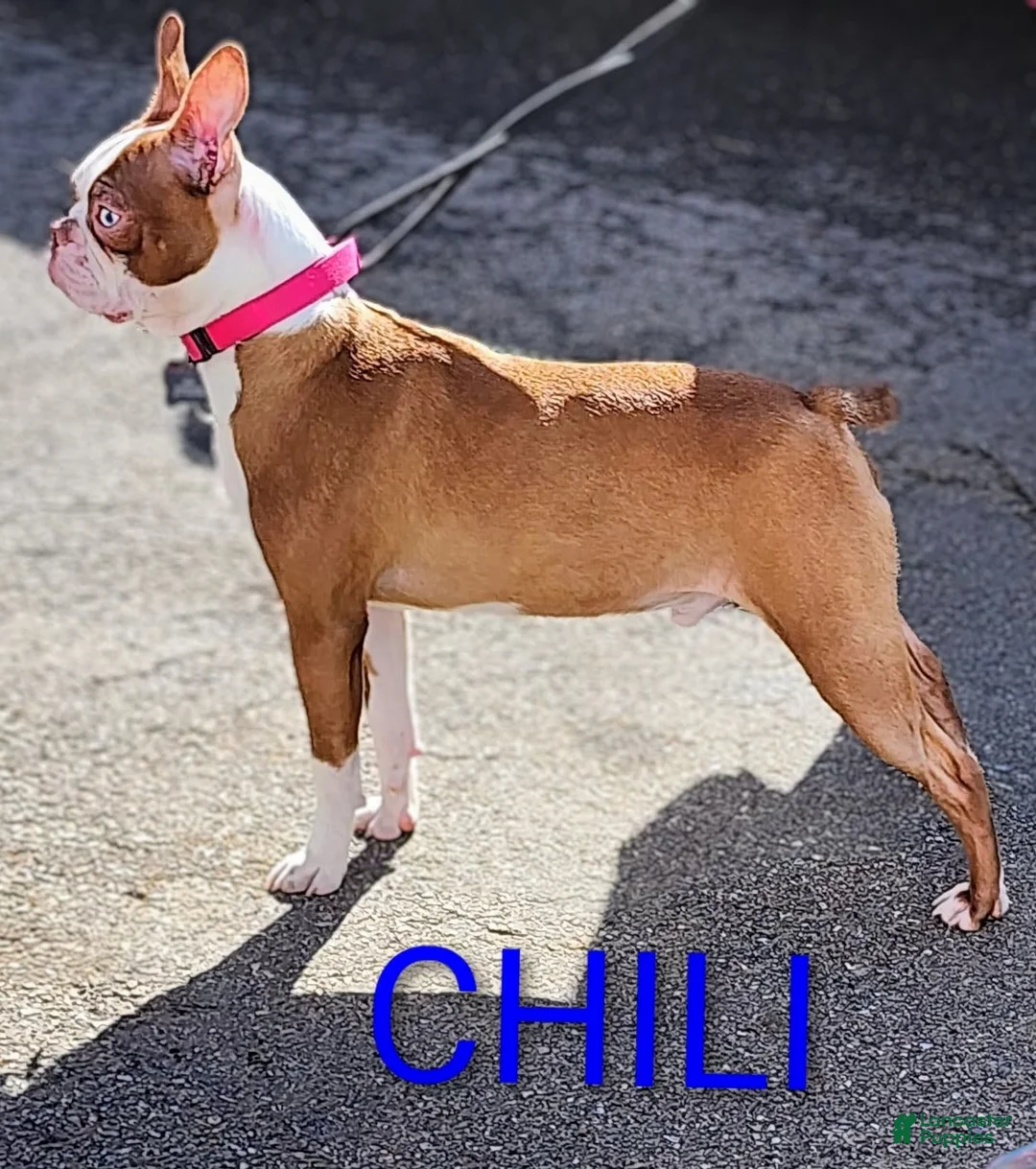 Boston Terrier dogs for sale: Chili - Ad 1