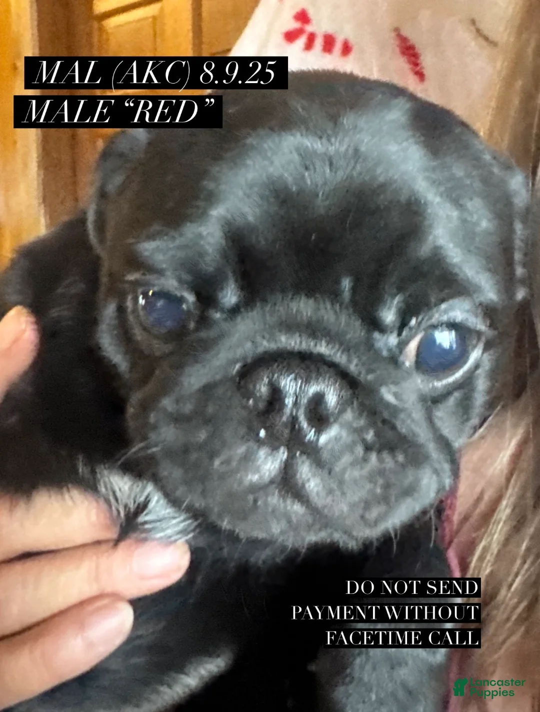 Pug dogs for sale: Pug Puppy 1 red collar - Ad 1