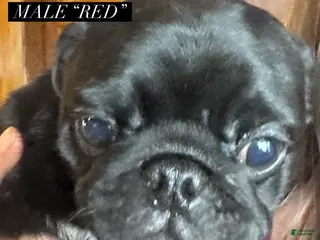 Pug dogs Pug Puppy 1 red collar - Ad 21