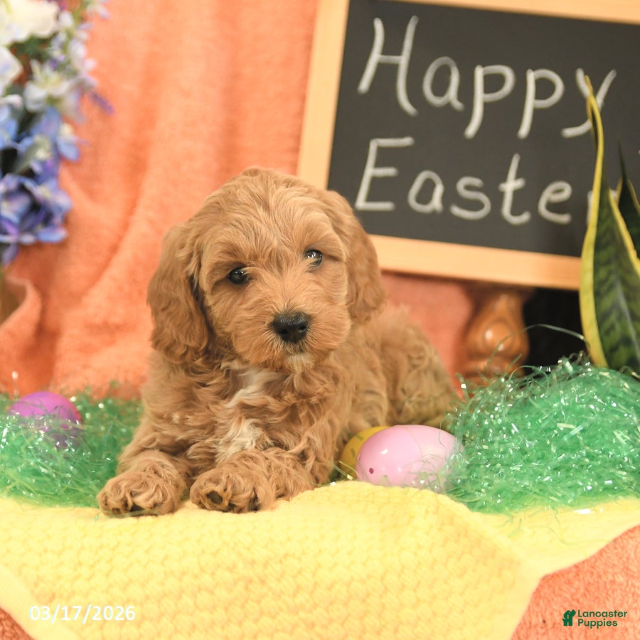 Mini Goldendoodle dogs Skippy - Ad 2