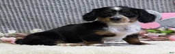 Miniature Dachshund dogs for sale: Elsa - Ad 5