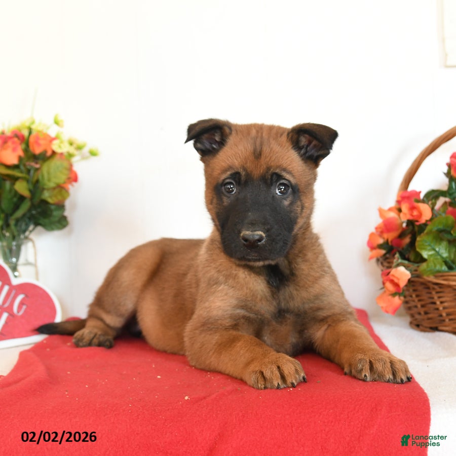 Belgian Malinois dogs Rio - Ad 27