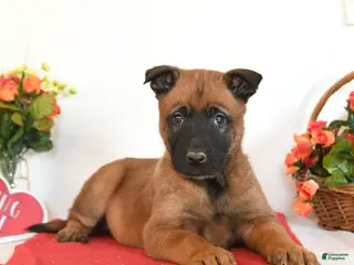 Belgian Malinois dogs Rio - Ad 27