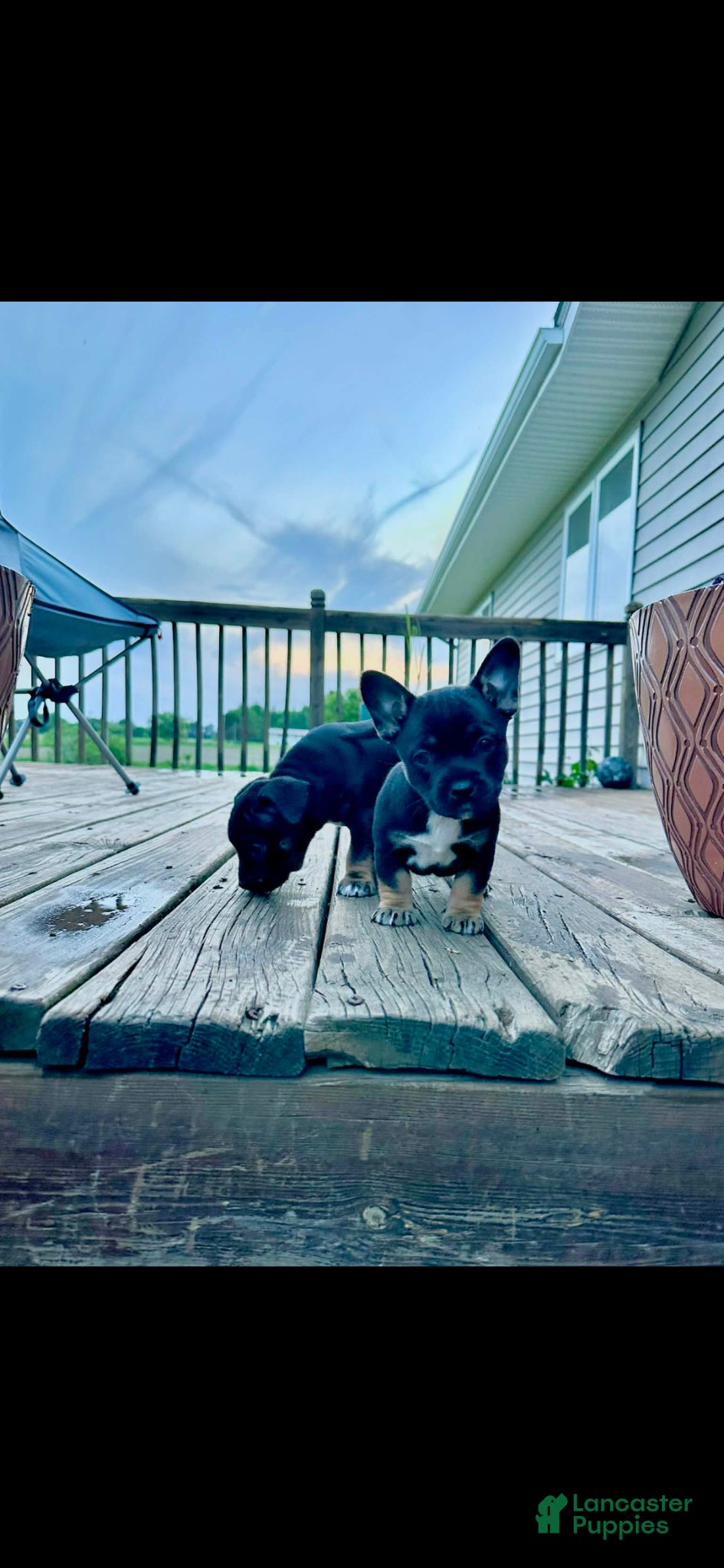 Mixed Breed dogs Mixed Breed Puppy 3 - Ad 21