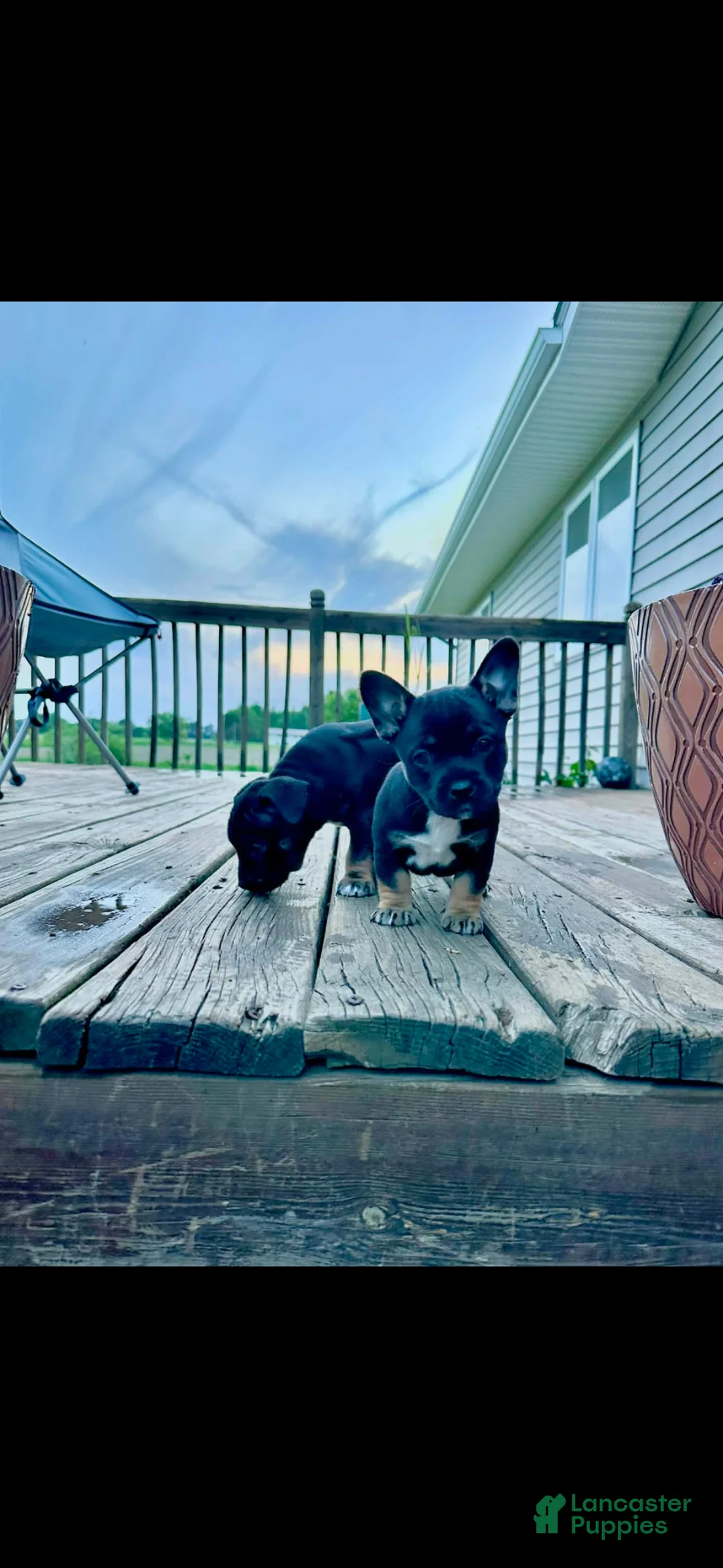 Mixed Breed dogs for sale: Mixed Breed Puppy 3 - Ad 1