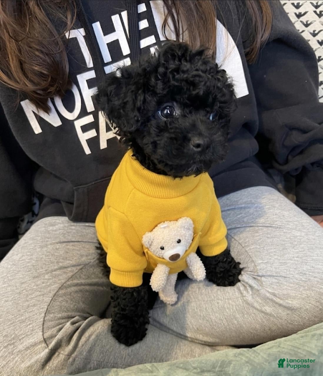 Toy Poodle dogs Toy poodle  - Ad 2