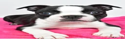 Boston Terrier dogs for sale: Violet - Ad 8