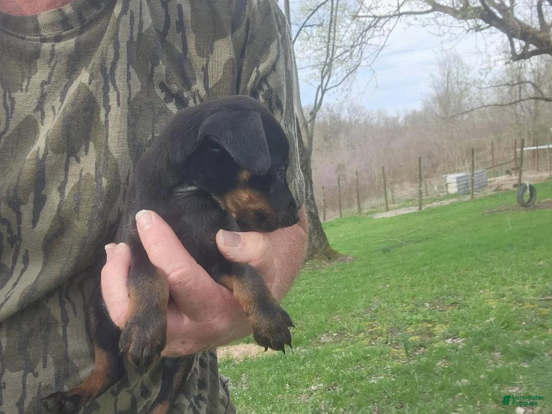 Miniature Pinscher dogs for sale: Winston - Ad 5