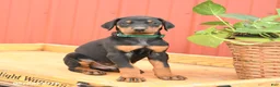 Doberman Pinscher dogs for sale: Rookie - Ad 4