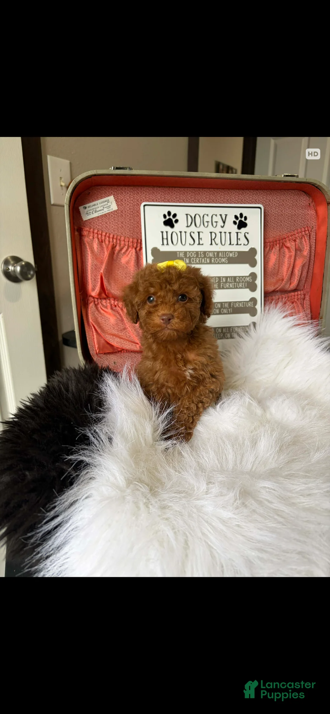 Toy Poodle dogs for sale: Akc Bred The Color Red - Ad 9
