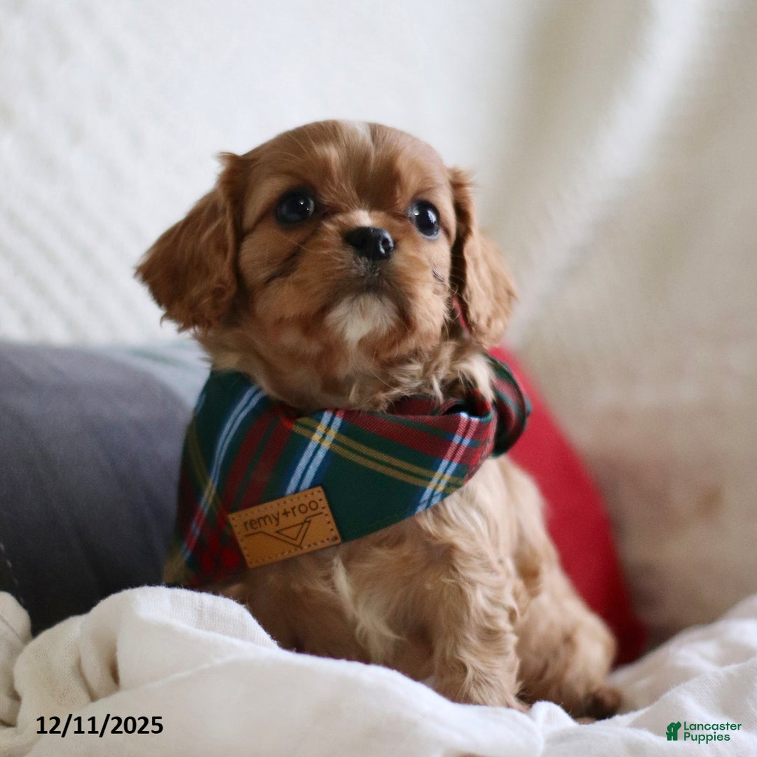 Cavalier King Charles Spaniel dogs for sale: Leo - Ad 5