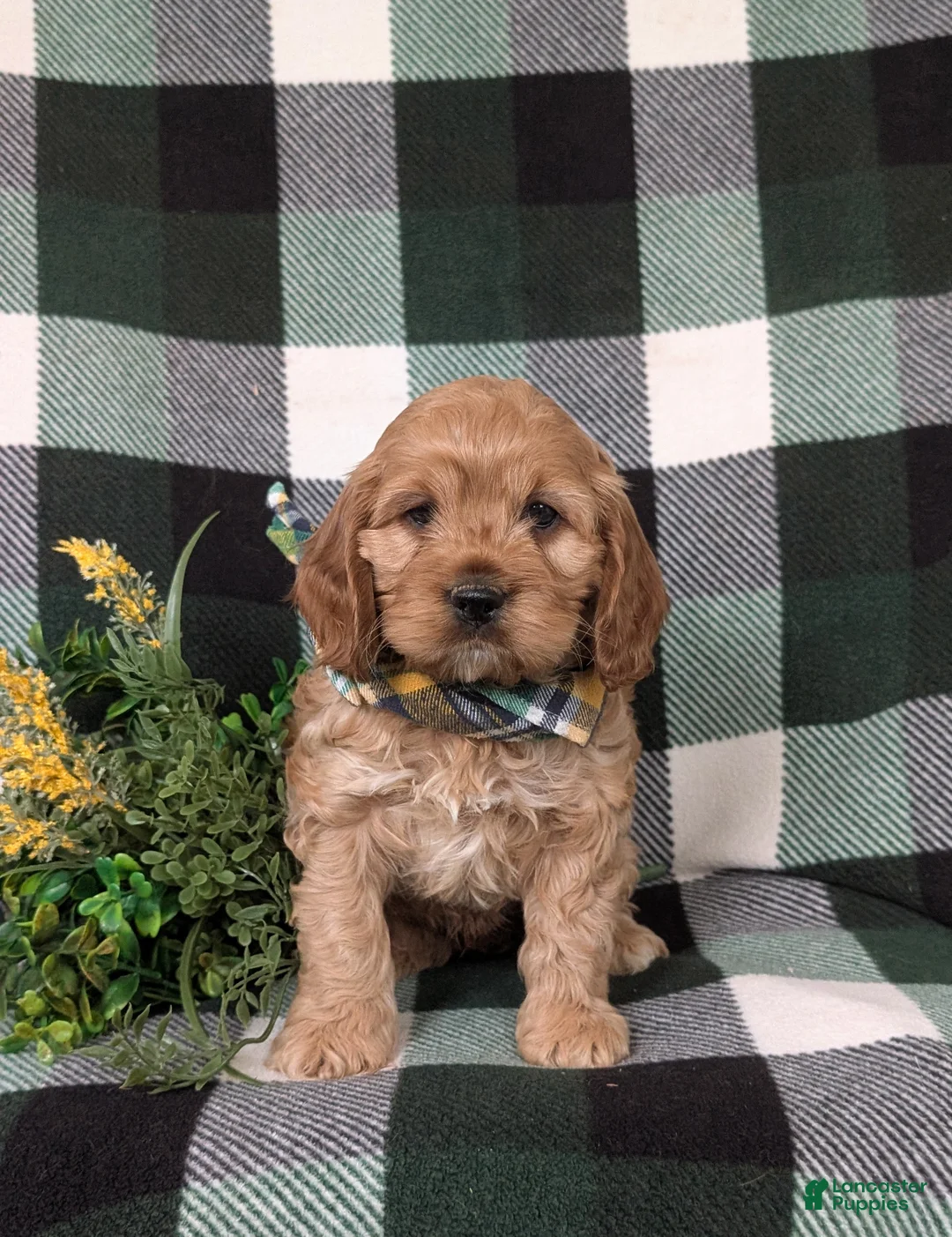 Cockapoo dogs for sale: Donnally - Ad 1