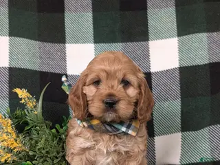 Cockapoo dogs for sale: Donnally - Ad 3