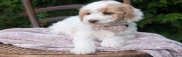 Mini Goldendoodle dogs for sale: Princess - Ad 7