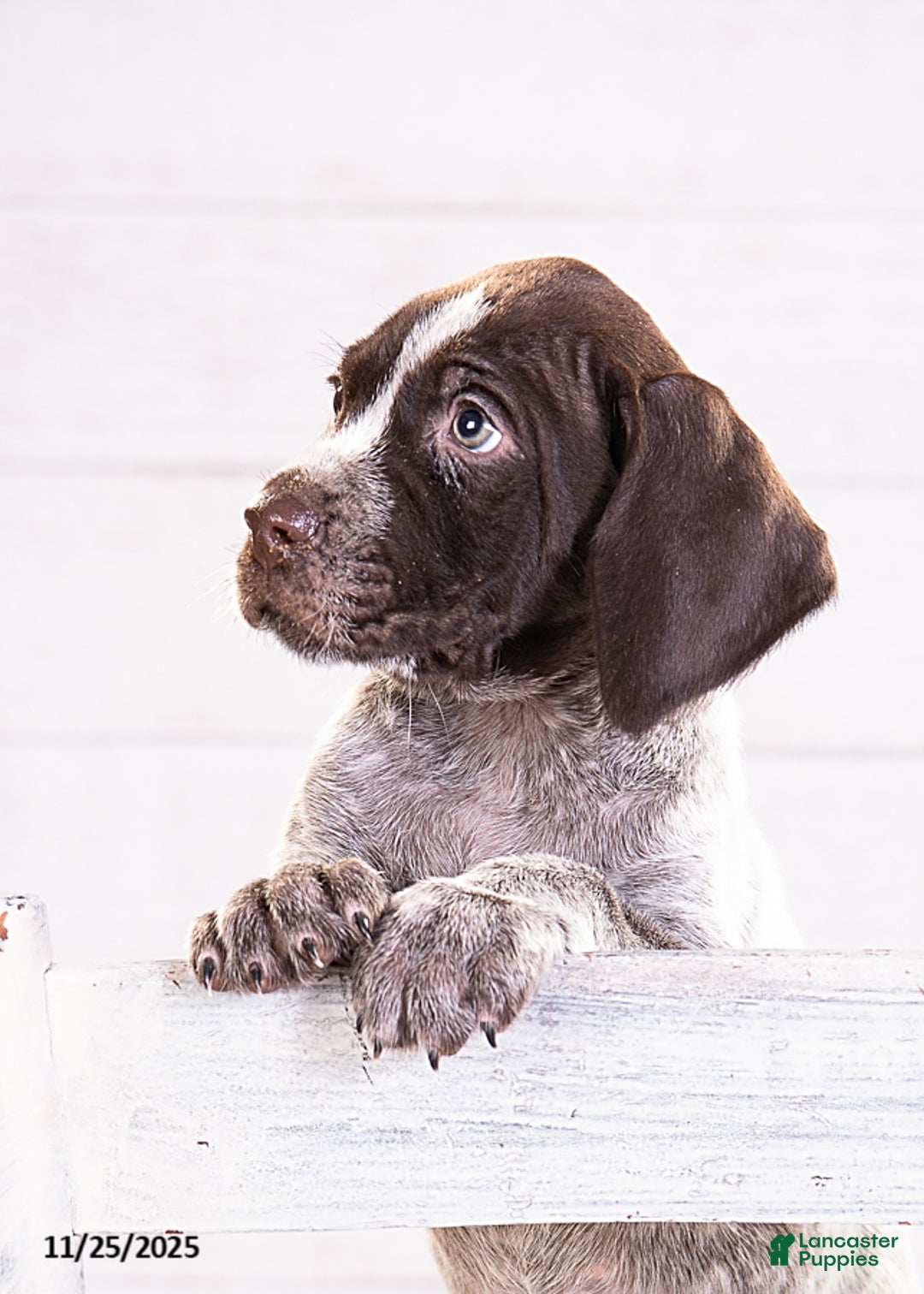 Mixed Breed dogs for sale: River - Ad 5