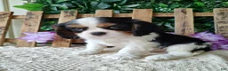 Cavalier King Charles Spaniel dogs for sale: Zoey - Ad 7