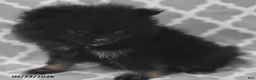 Pomeranian dogs for sale: Blackie - Ad 3