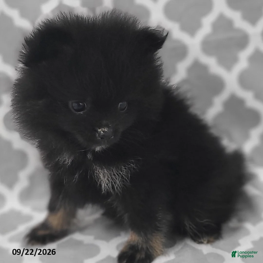 Pomeranian dogs for sale: Blackie - Ad 3