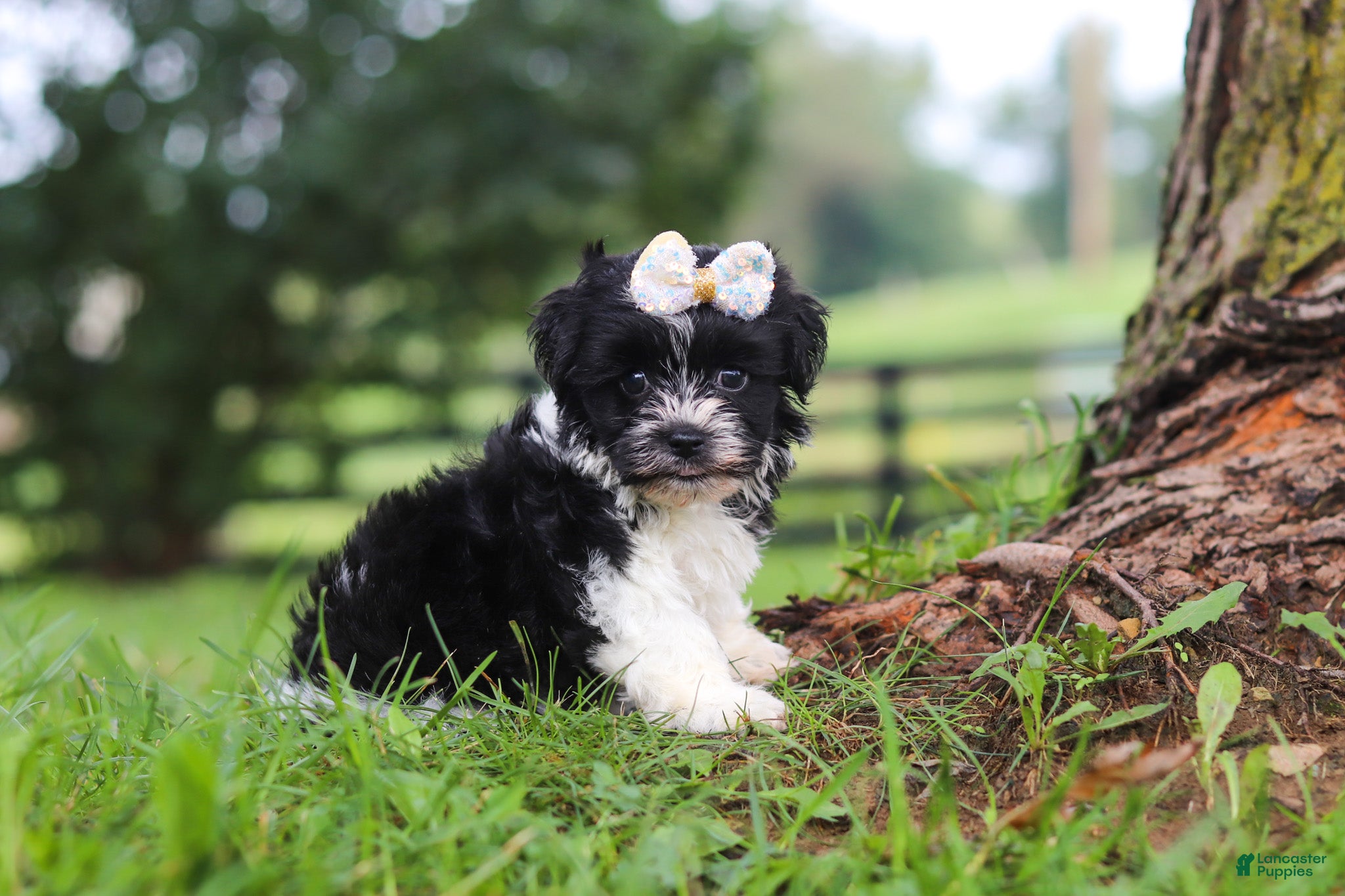 Havanese dogs Fiona - Ad 2