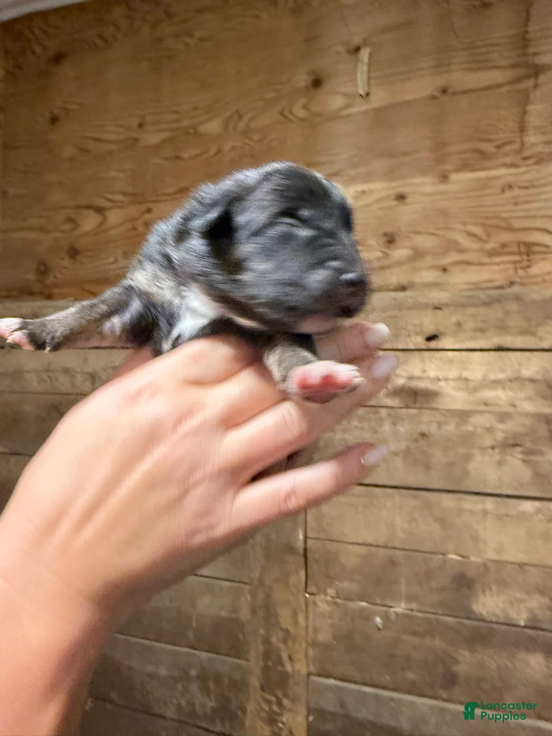 Australian Shepherd dogs for sale: Australian Shepherd 8 - Ad 2