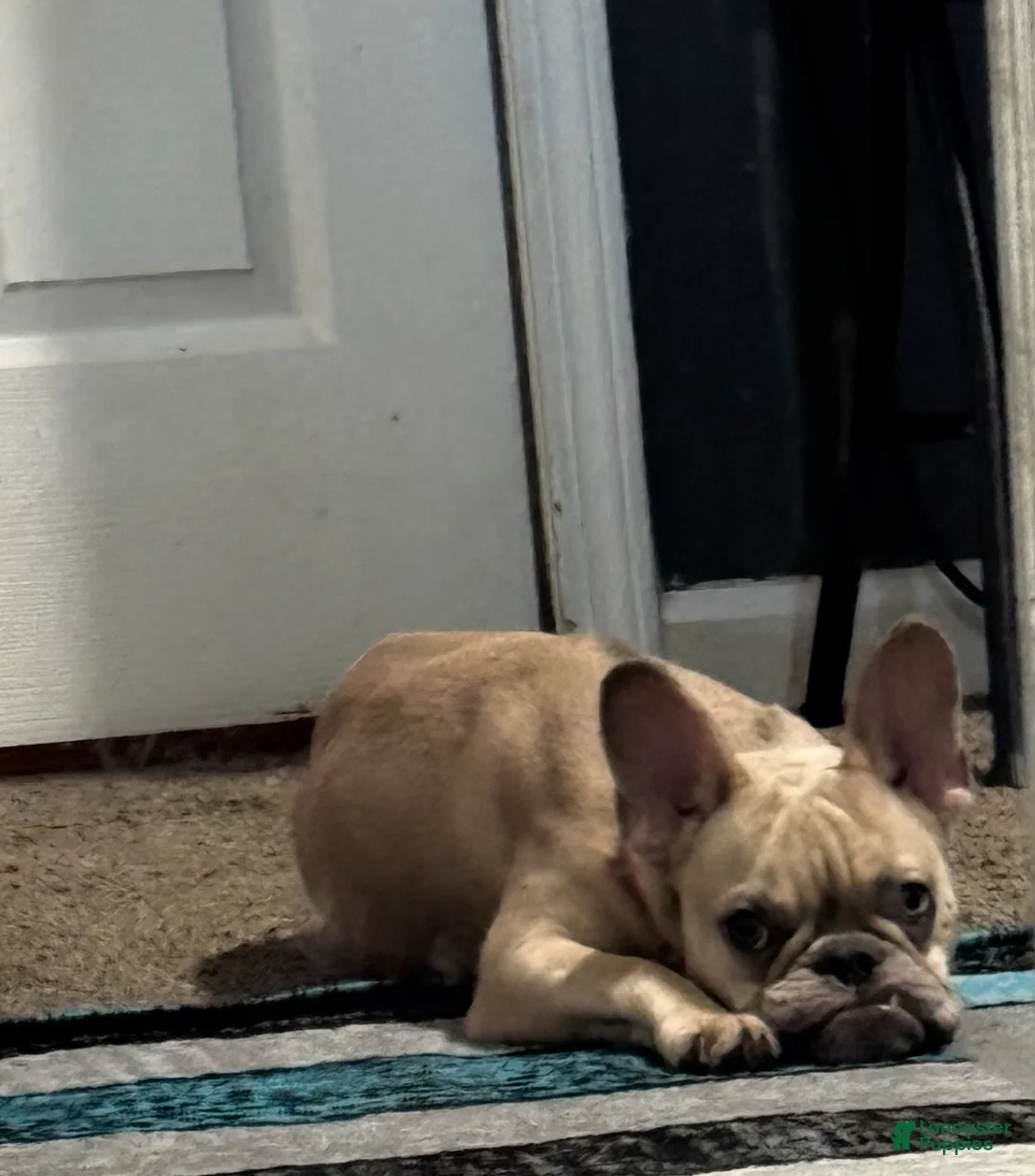 French Bulldog dogs for sale: French Bulldog Puppy 1 - Ad 2