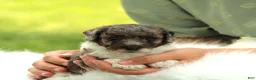 Bichpoo dogs for sale: River - Ad 5