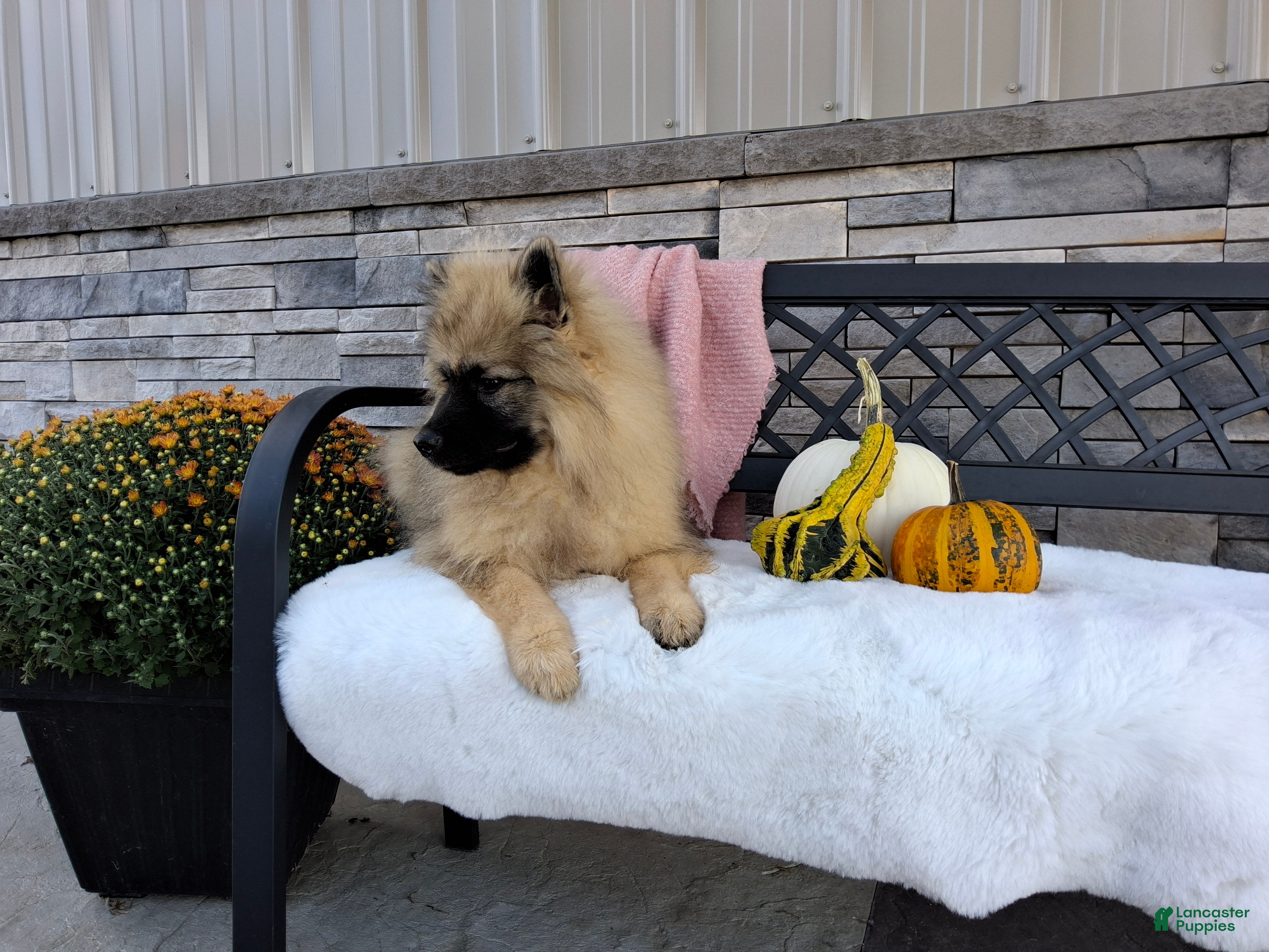 Keeshond dogs Deanna - Ad 2