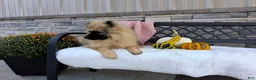 Keeshond dogs for sale: Deanna - Ad 2