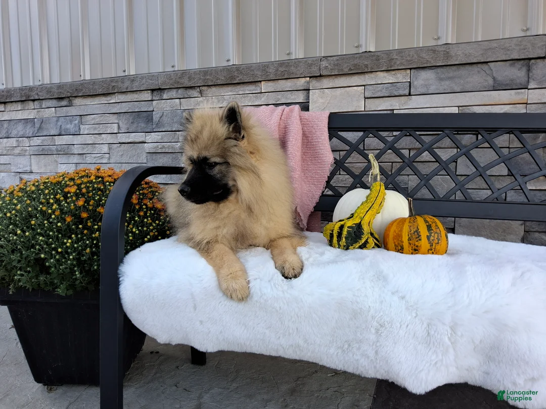 Keeshond dogs for sale: Deanna - Ad 2