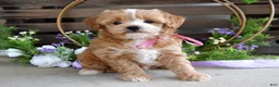 Maltipoo dogs for sale: Bella - Ad 7
