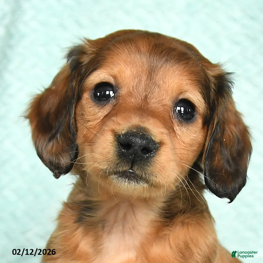 Miniature Dachshund dogs for sale: Daffy - Ad 3