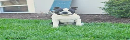 Boston Terrier dogs for sale: Beniah - Ad 1