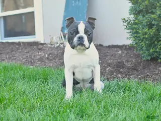 Boston Terrier dogs for sale: Beniah - Ad 2