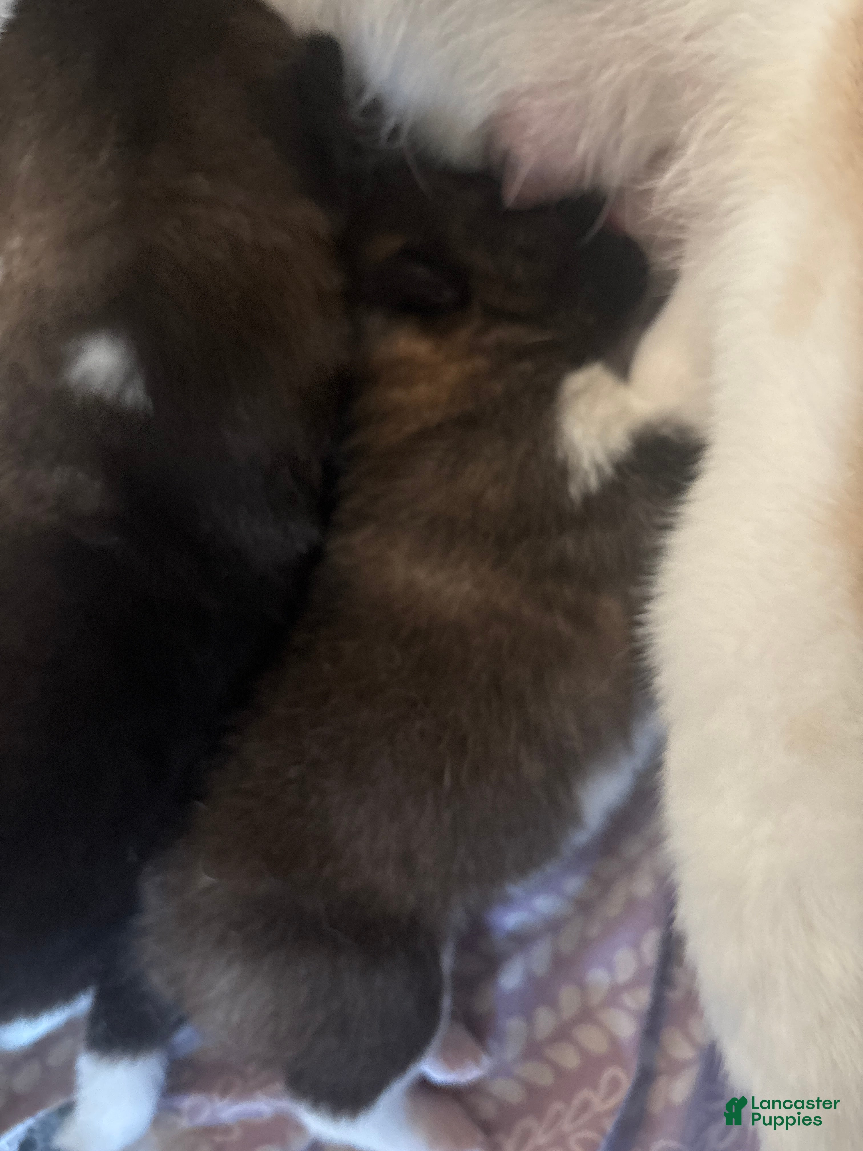 Akita dogs Akita 7 - Ad 1