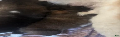Akita 7