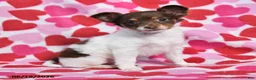 Chihuahua dogs for sale: Trixie - Ad 4