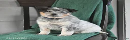 Australian Cattle Dog dogs for sale: Monty - Ad 3
