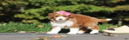 Cavapoo dogs for sale: Goldie - Ad 9