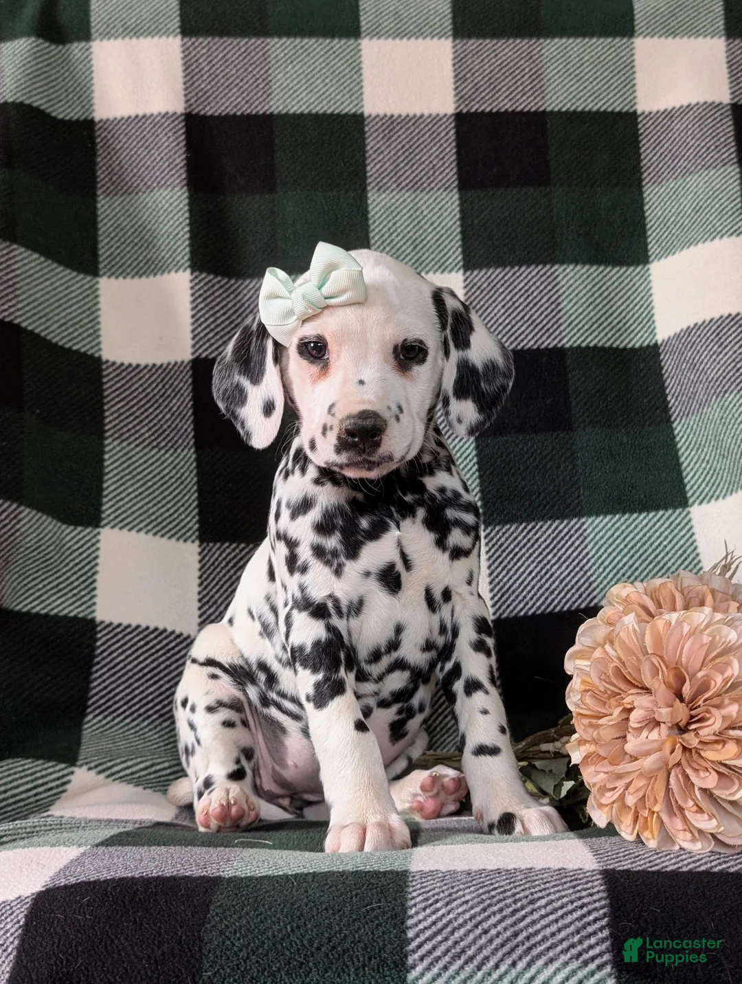 Dalmatian dogs for sale: Kristy - Ad 1