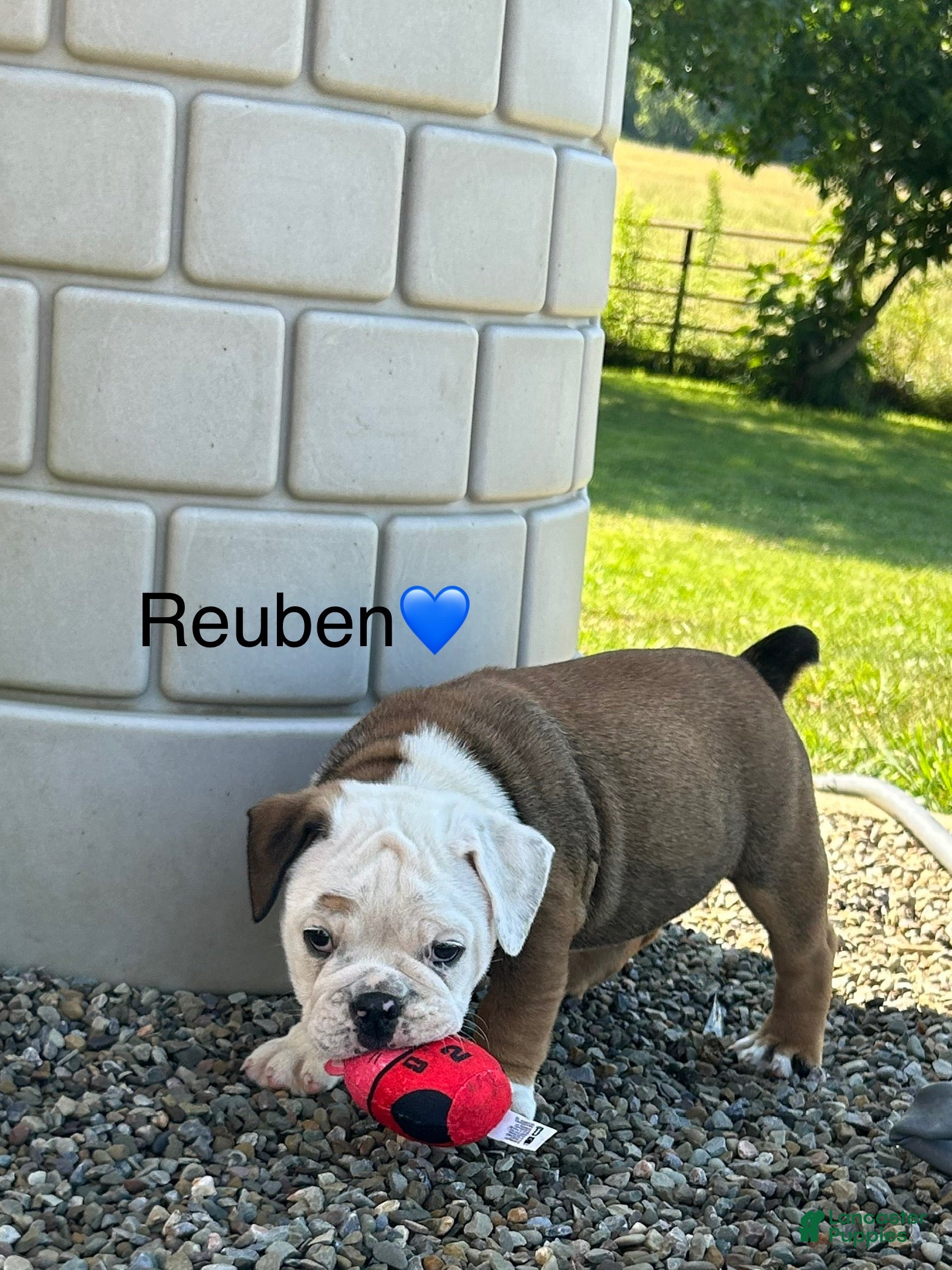 Mixed Breed dogs Reuben - Ad 1
