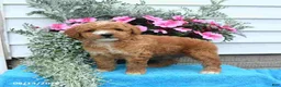 Mini Goldendoodle dogs for sale: Kelly - Ad 5