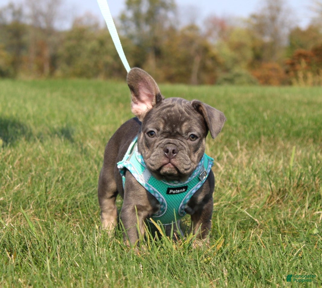 French Bulldog dogs Bridget - Ad 4