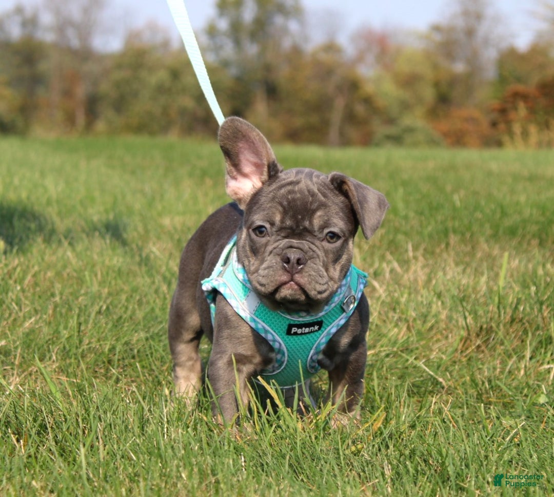 French Bulldog dogs for sale: Bridget - Ad 1