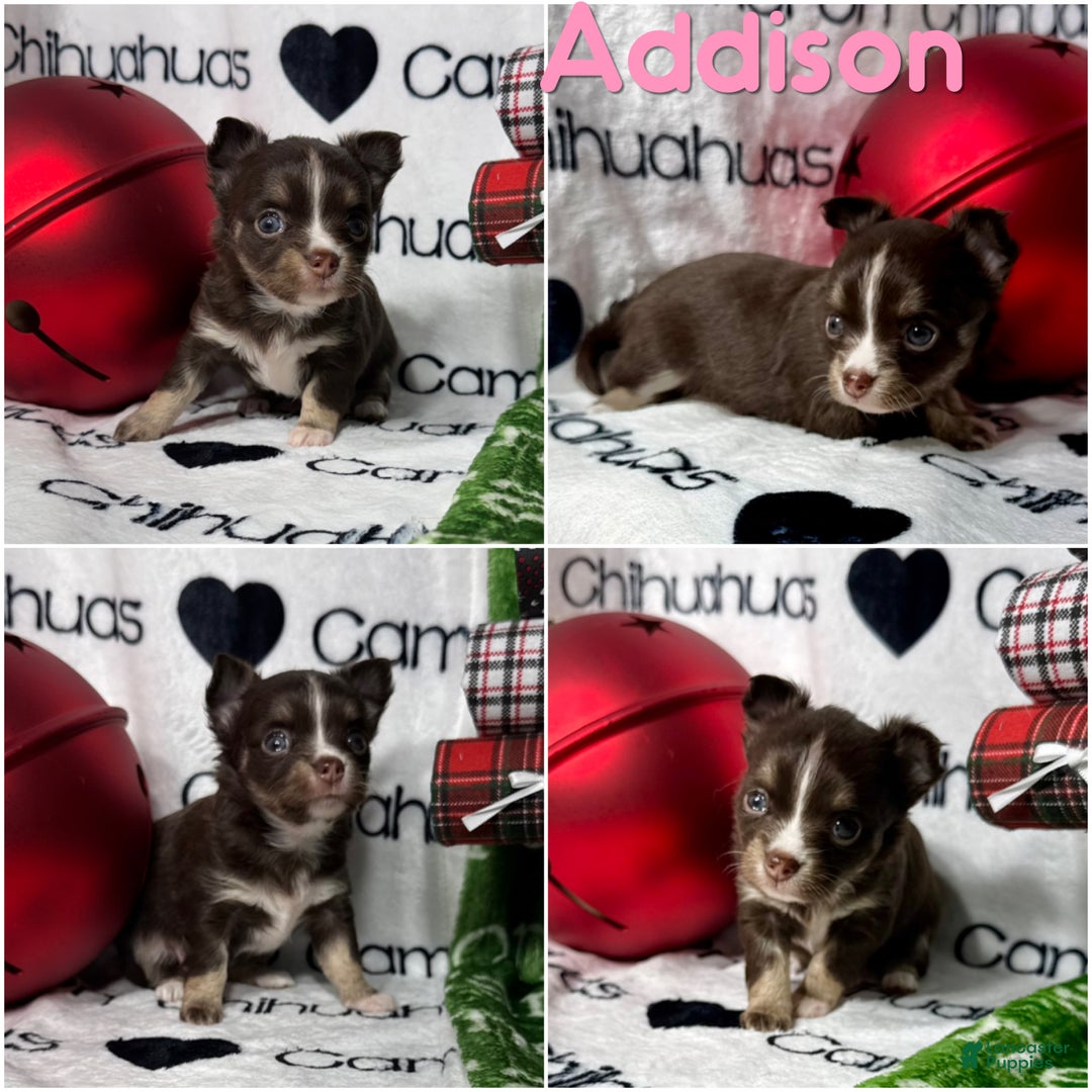 Chihuahua dogs for sale: Addison Chocolate Tri LC - Ad 4