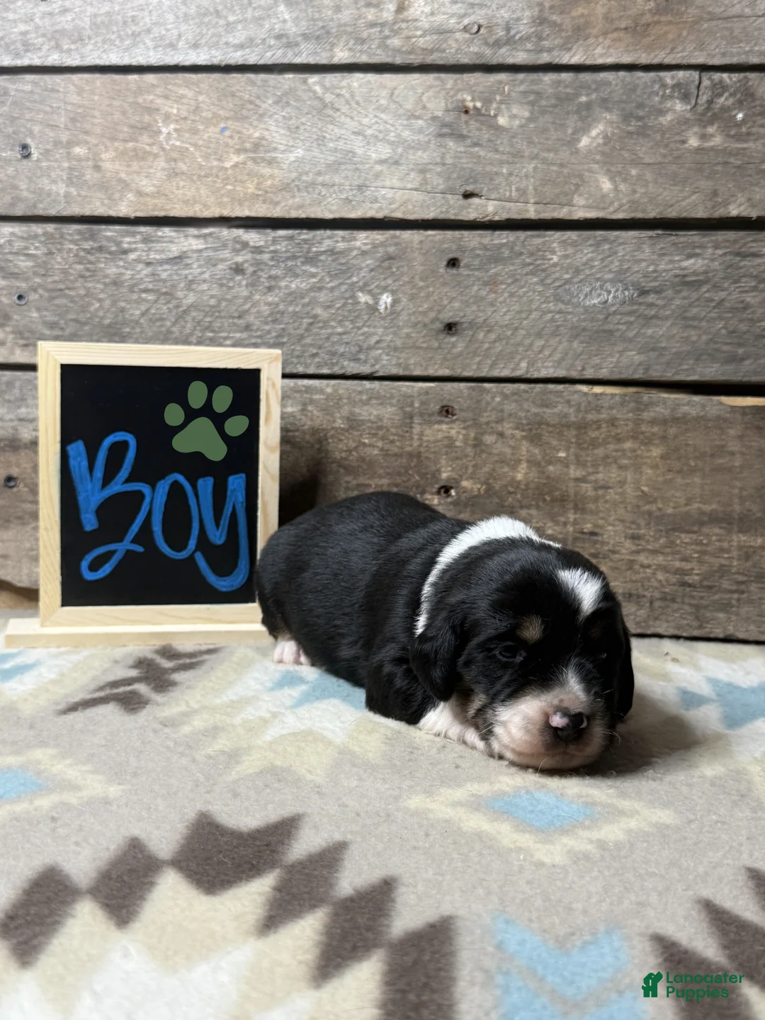 Mixed Breed dogs for sale: Mixed Breed Puppy 3 - Ad 1