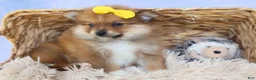 Pomeranian dogs for sale: Farris  - Ad 4