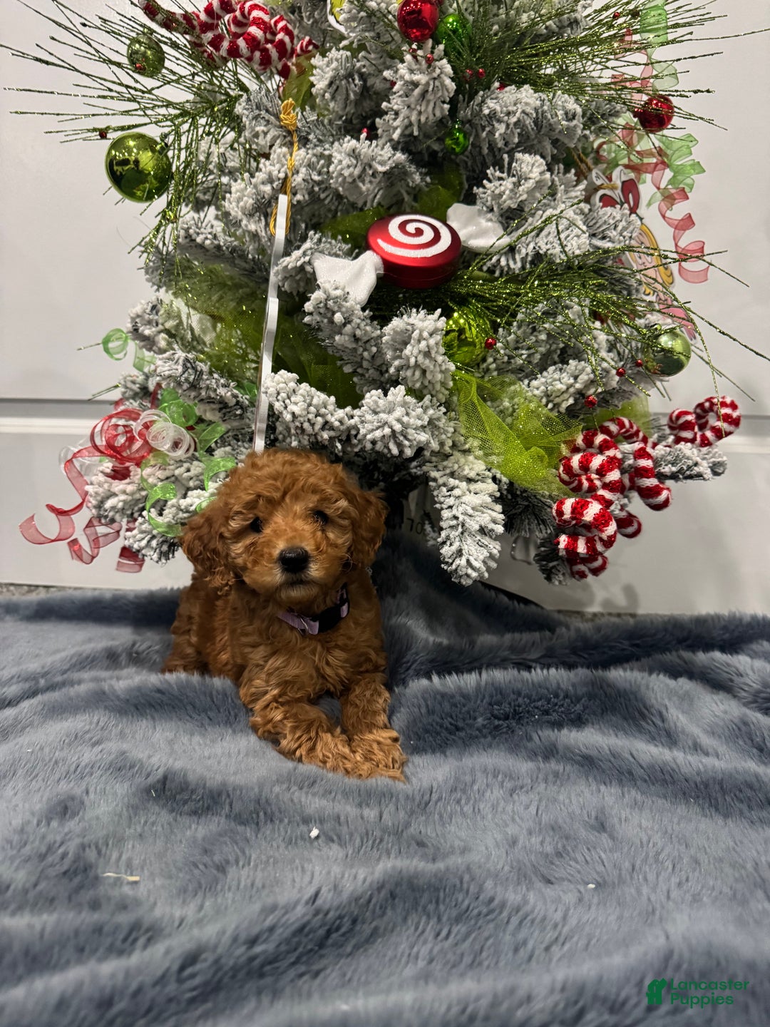 Goldendoodle dogs for sale: Goldendoodle Puppy 4 - Ad 1