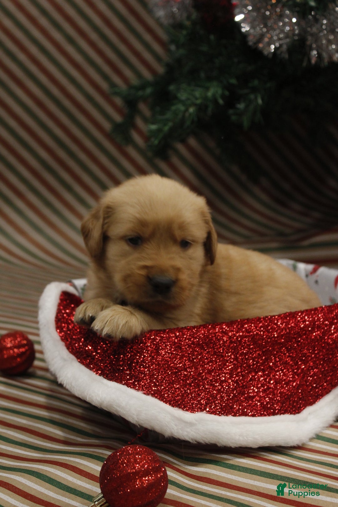 Golden Retriever dogs for sale: Holly  - Ad 2