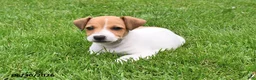 Jack Russell Terrier dogs for sale: Oscar - Ad 4